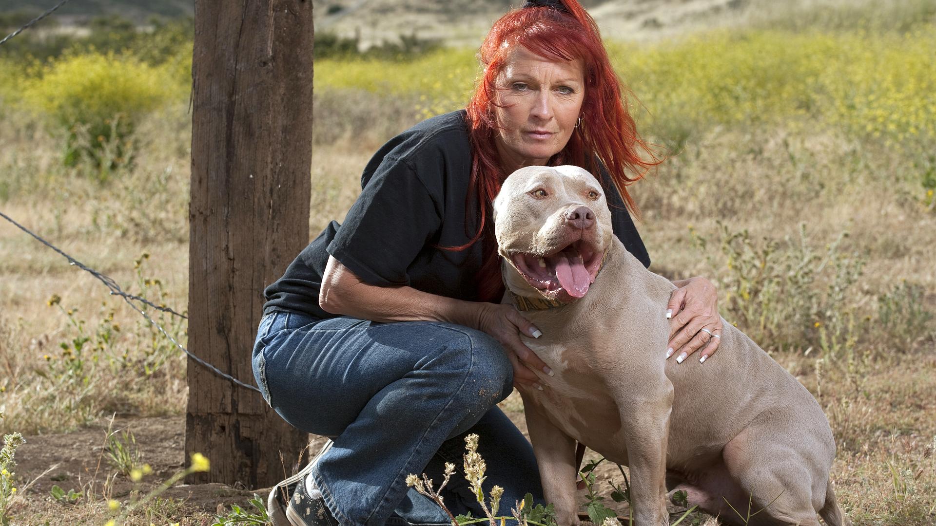 Resocjalizacja z pitbullem