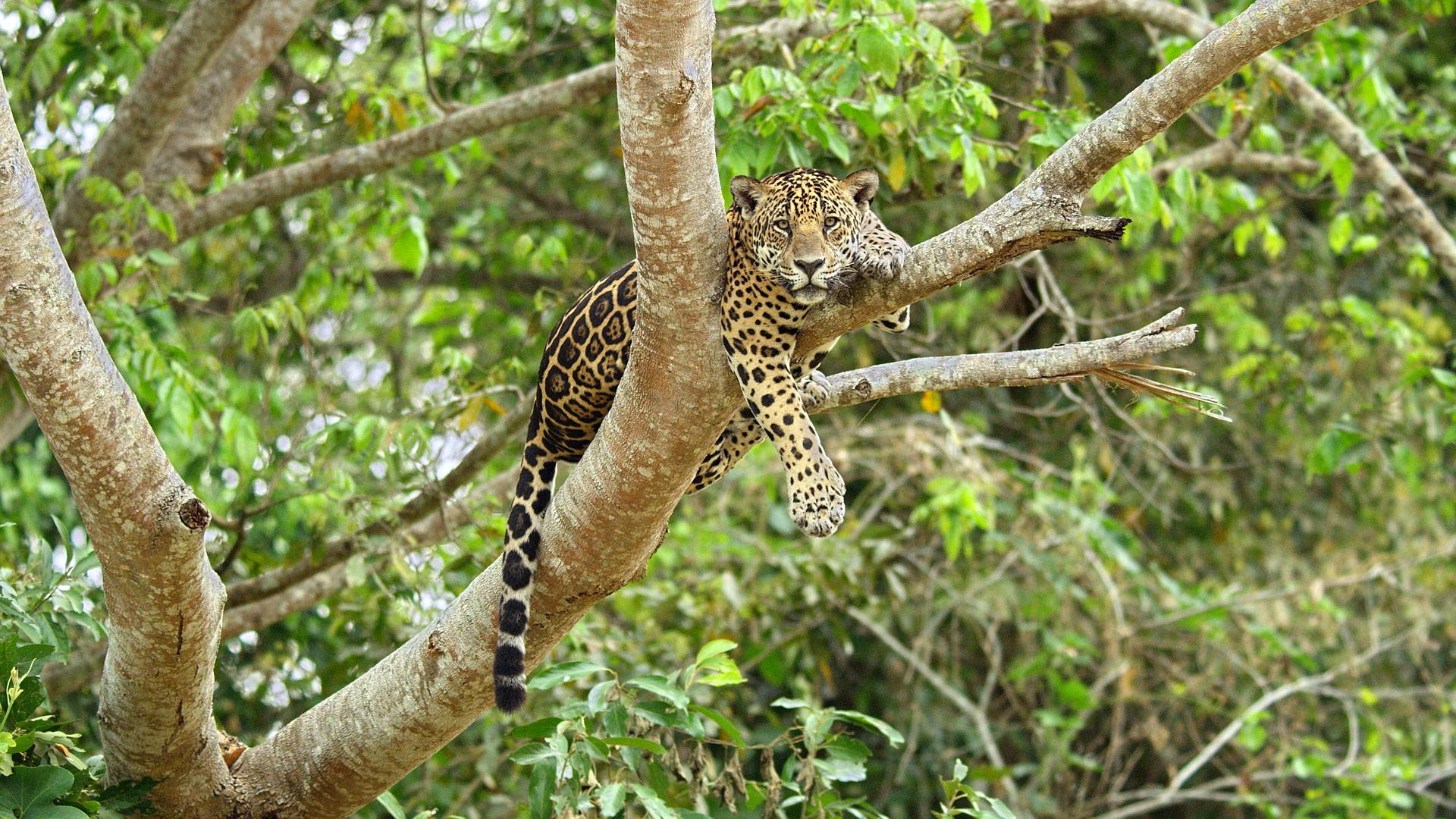Jaguar kontra kajman