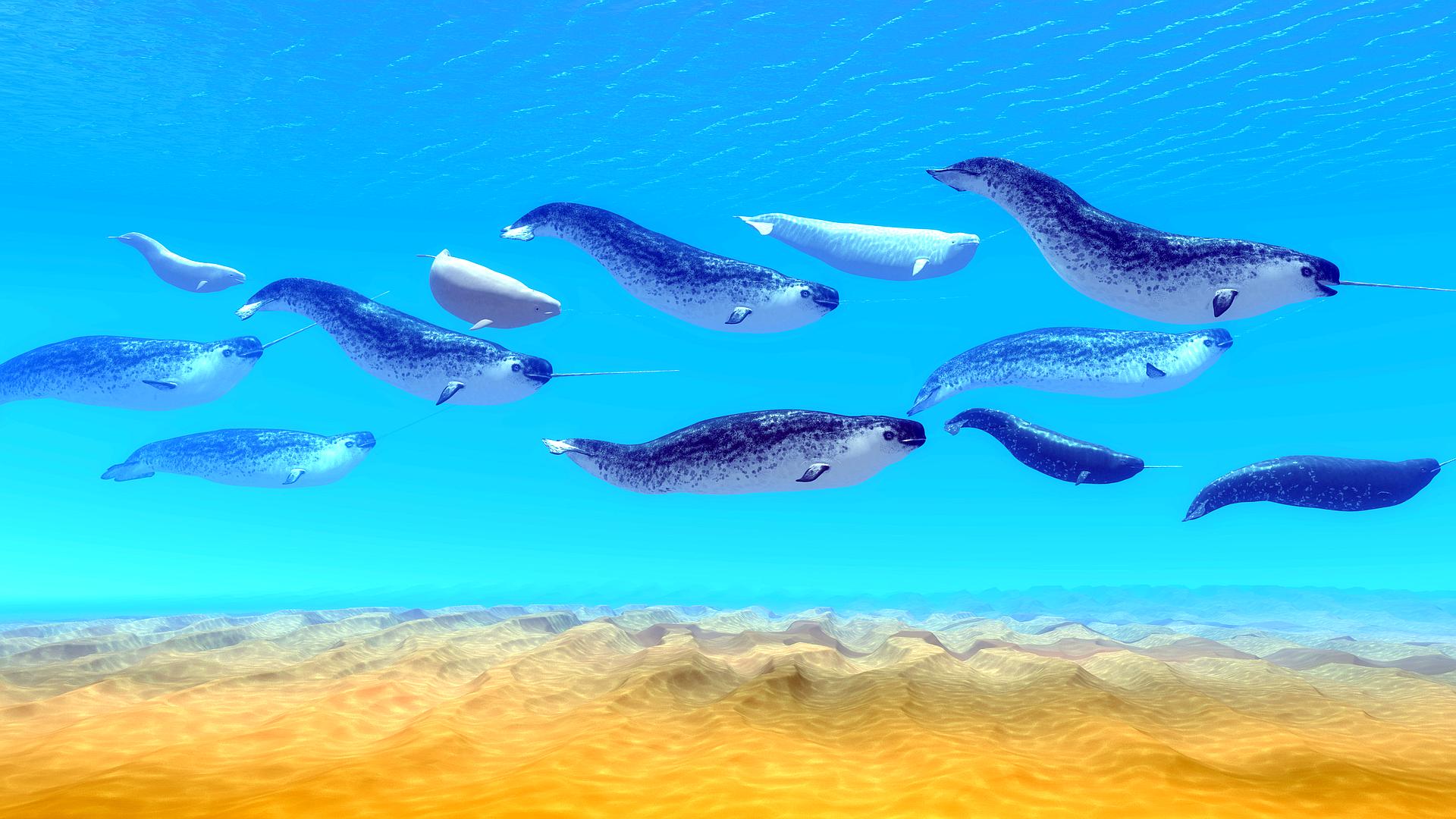 Zagadki świata zwierząt