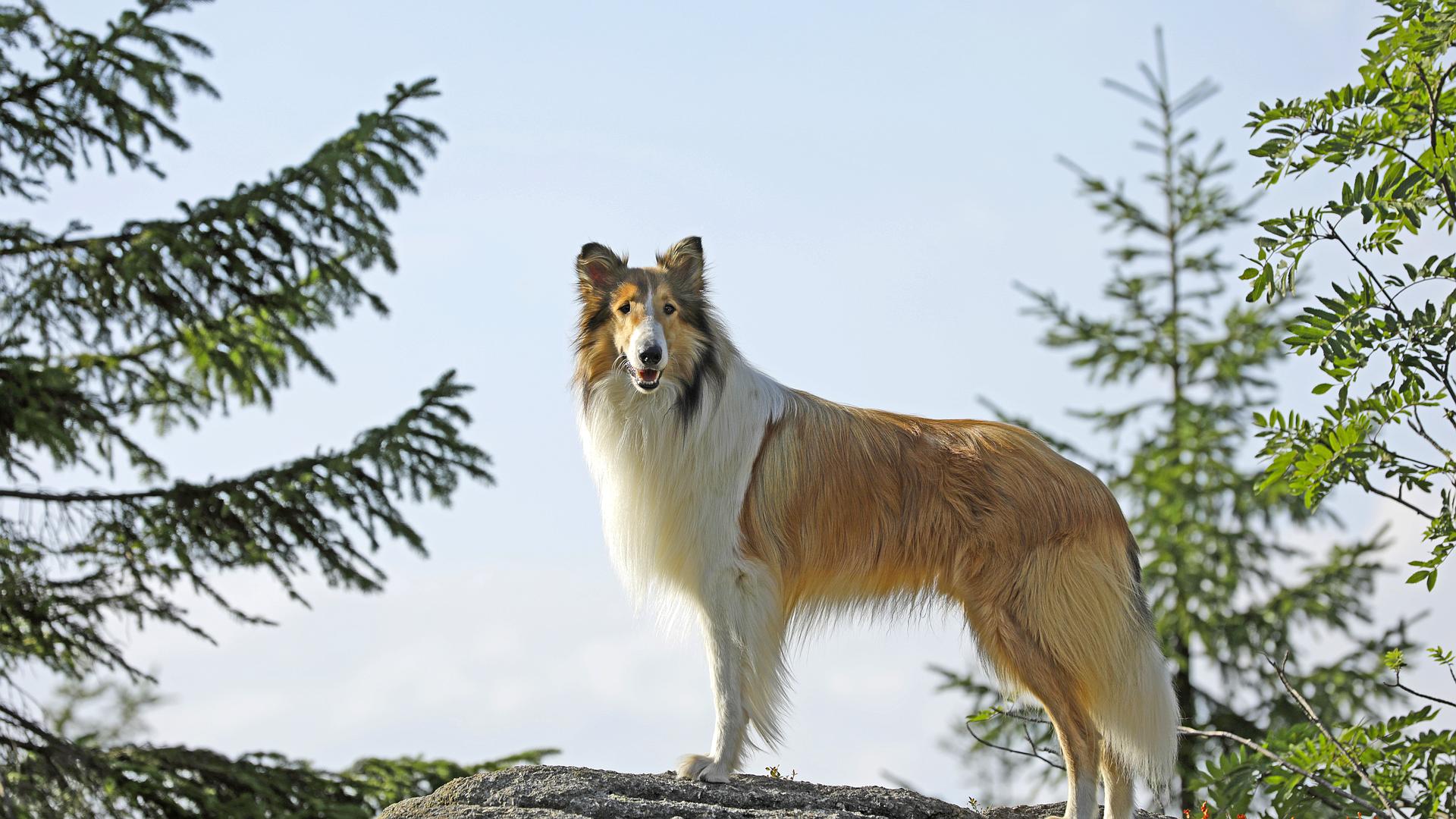 Lassie, wróć