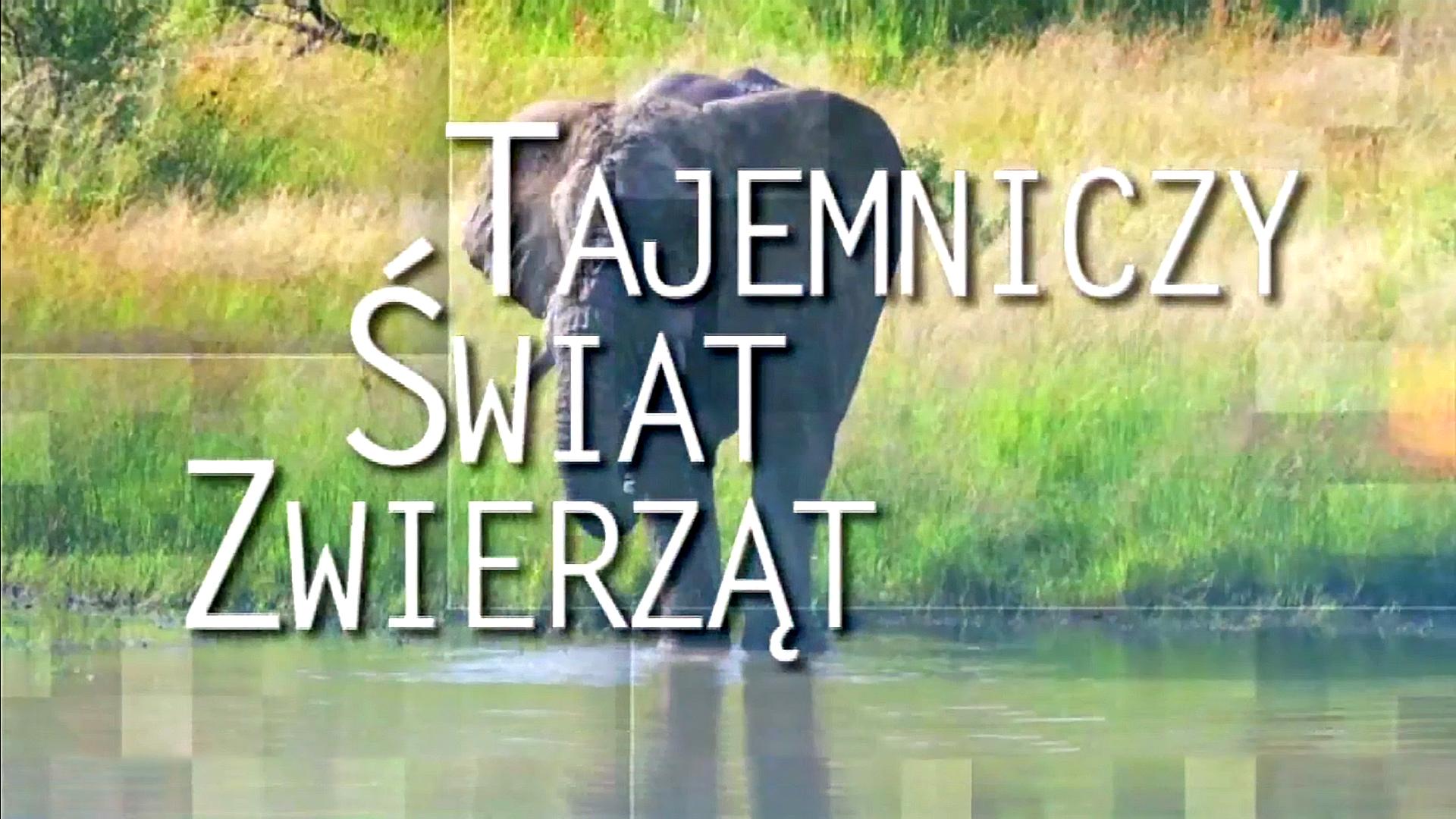 Tajemniczy świat zwierząt
