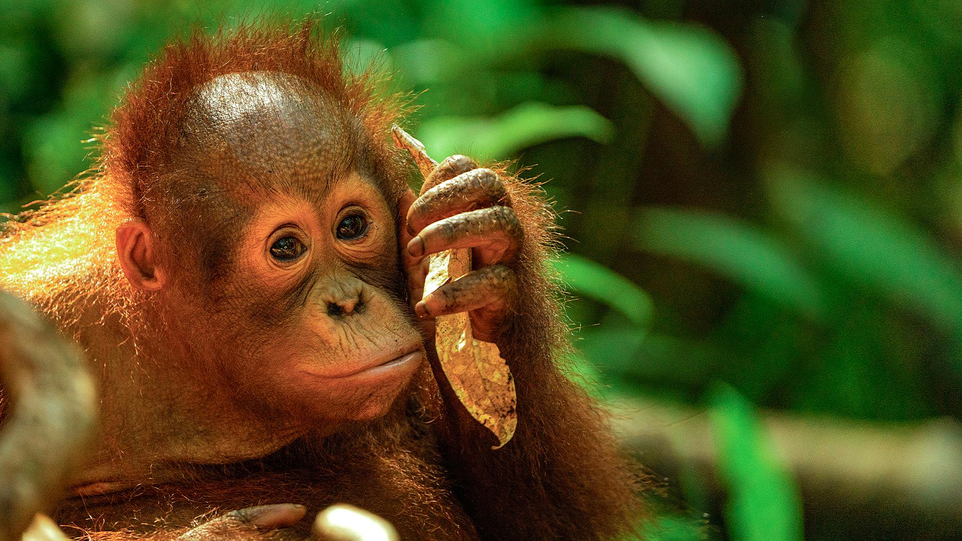 Szkoła dla orangutanów 3