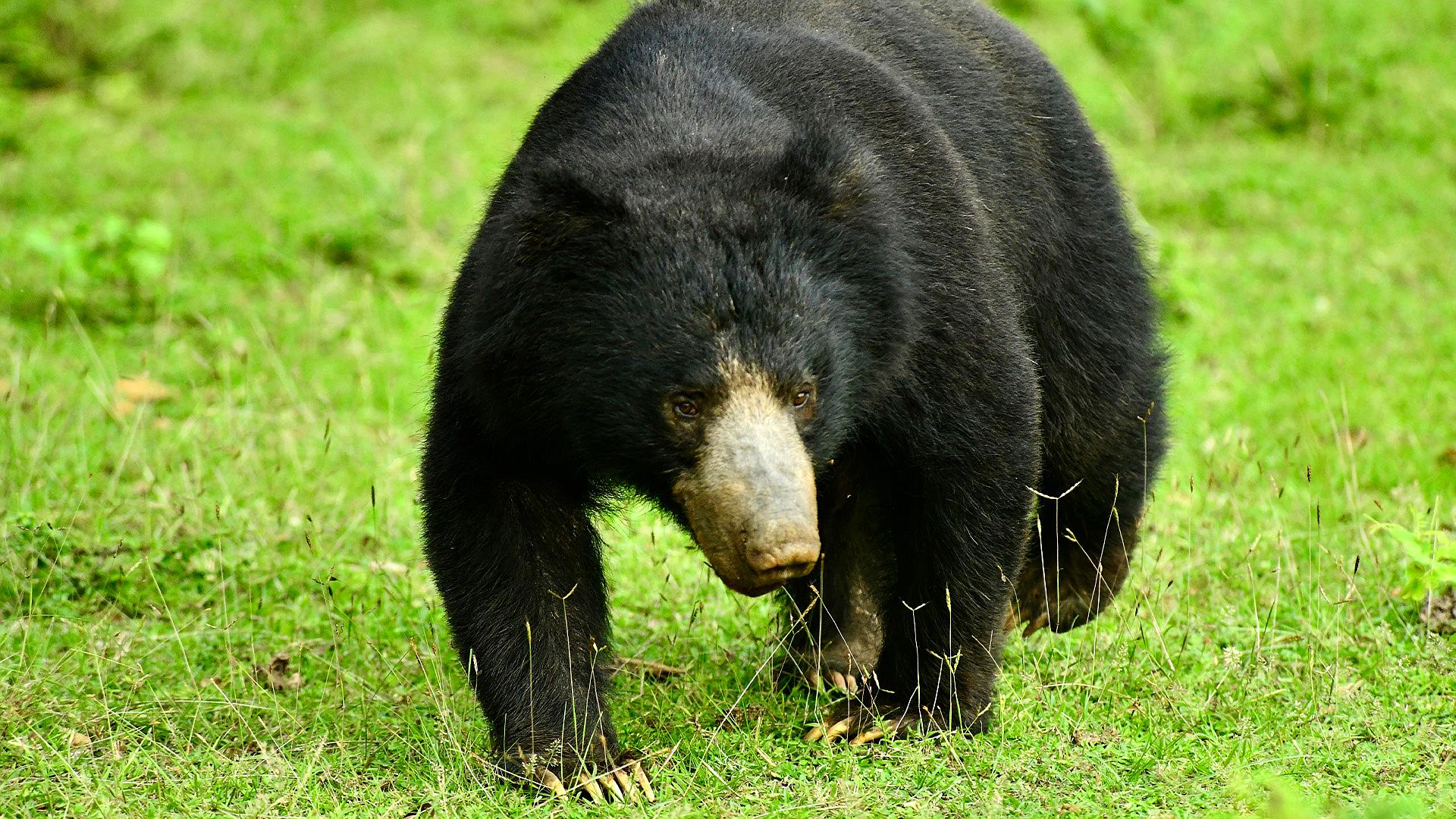 Przetrwanie bestii