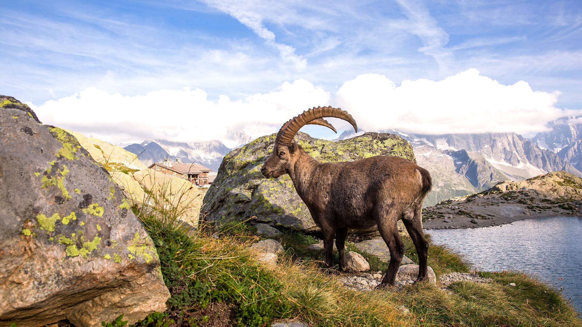 Ibex - alpejski akrobata