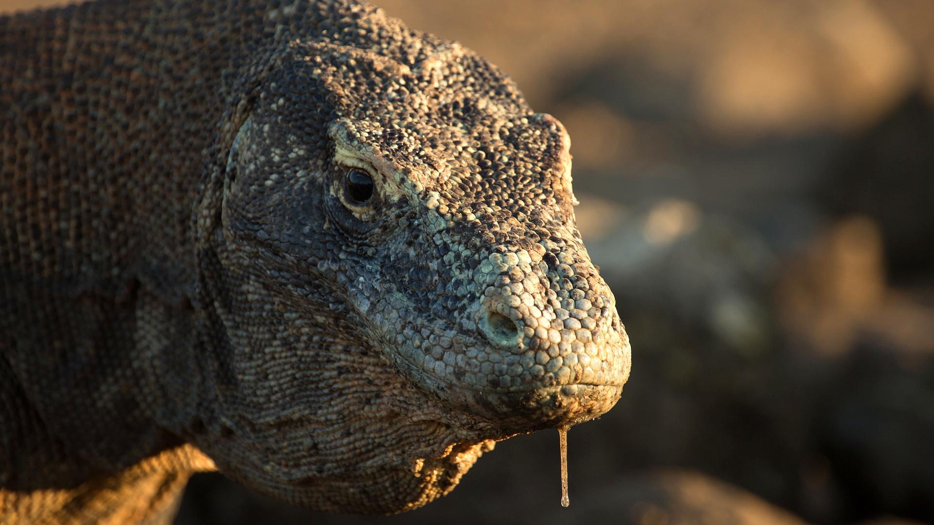 Waran z Komodo - dzień z życia