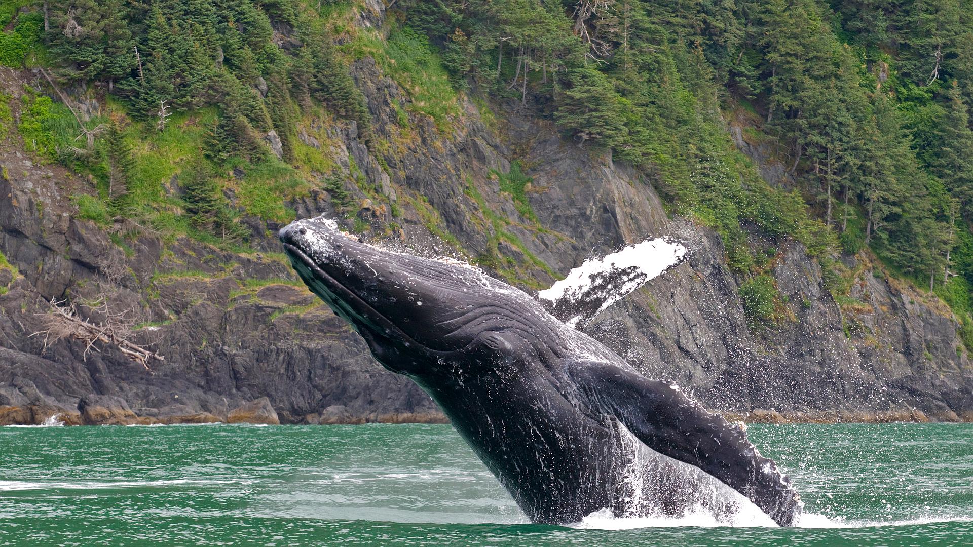 Dzika Alaska