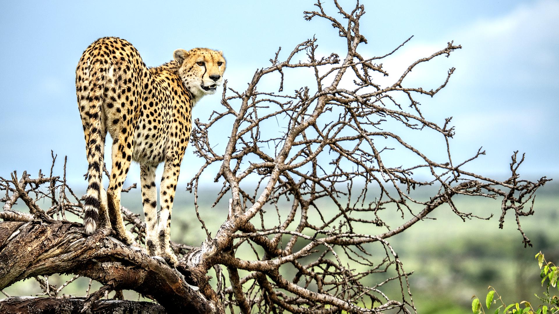 Masai Mara: sekrety natury