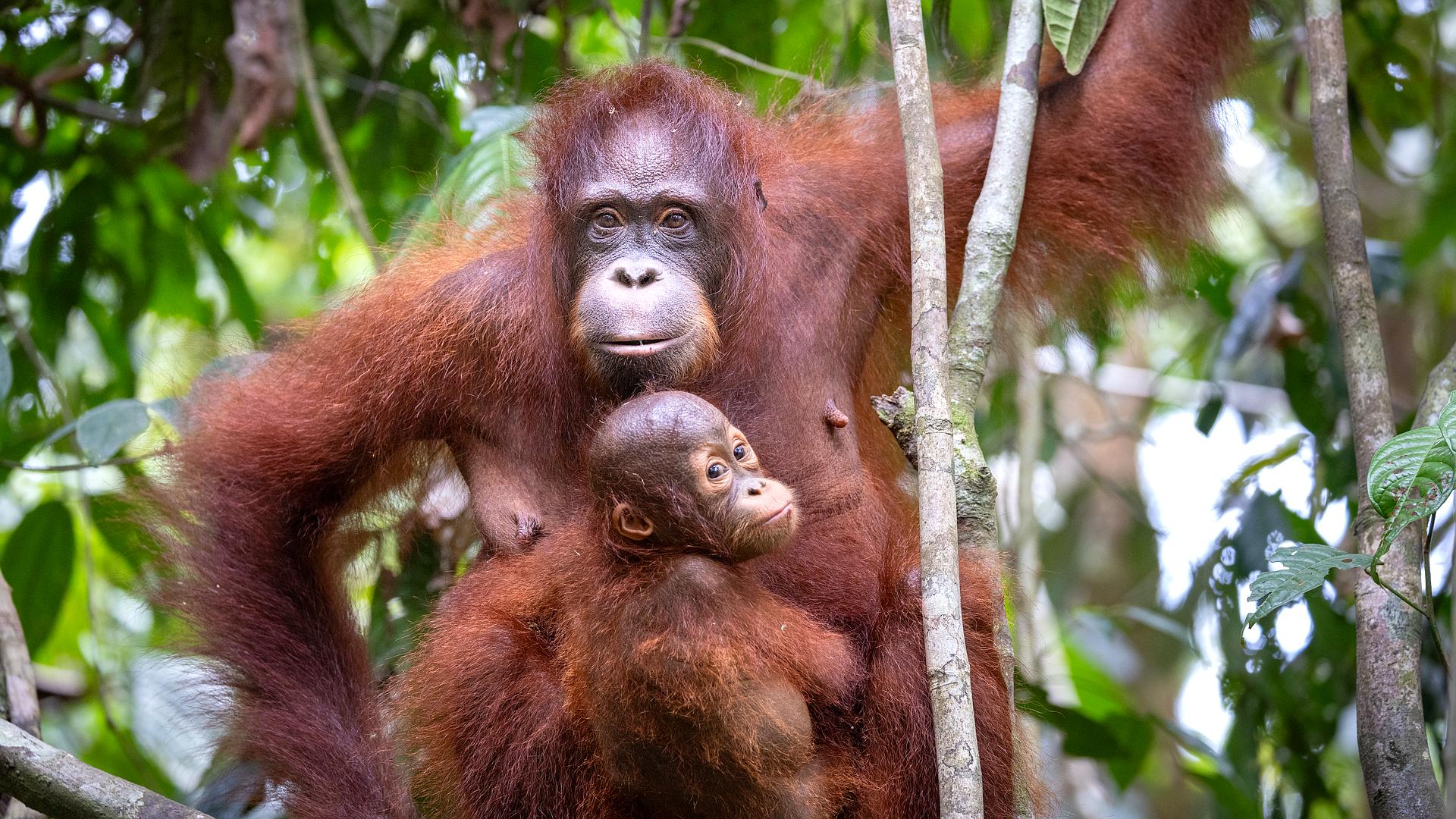 W sercu dżungli. Orangutany z bliska