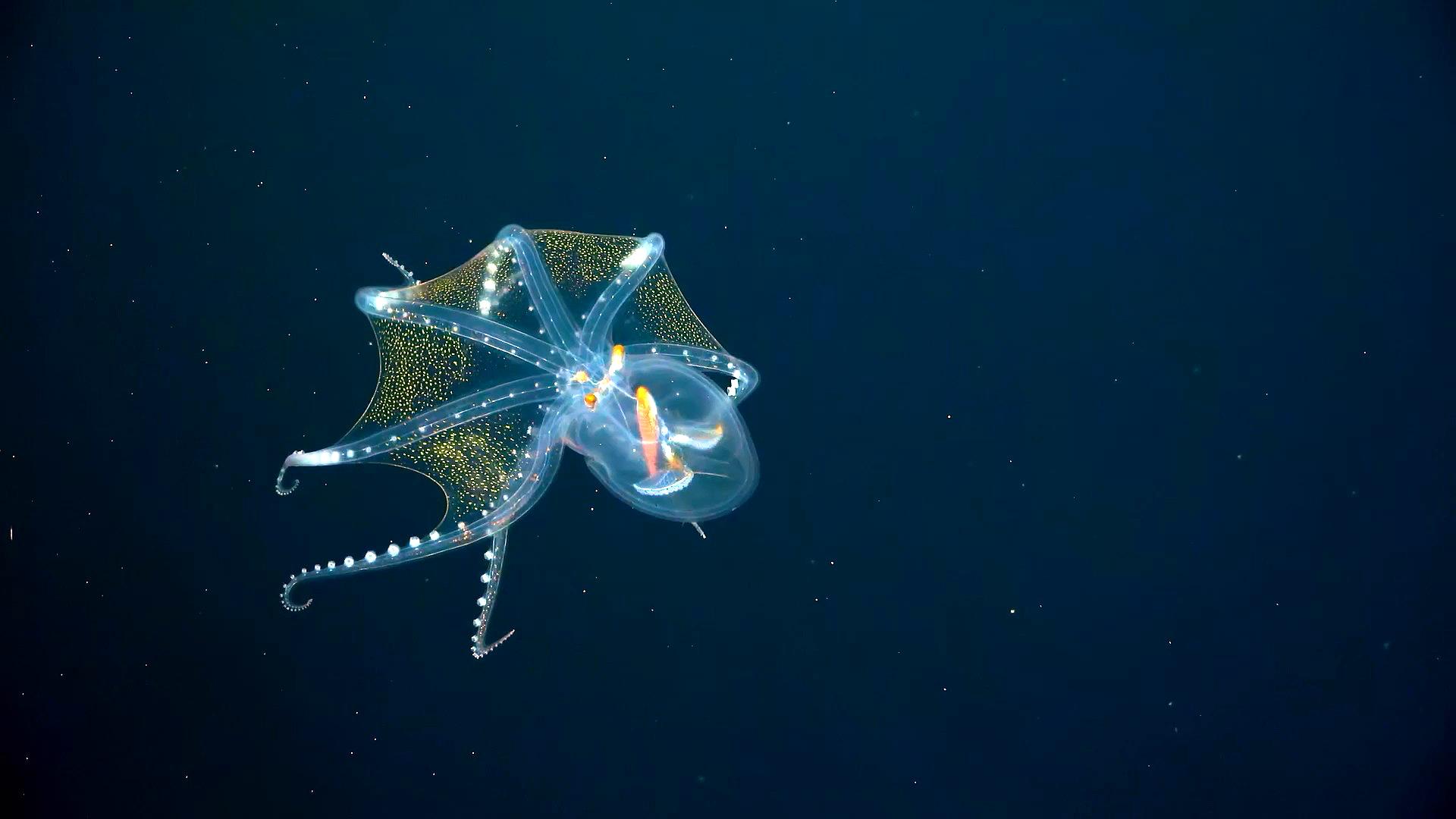 Głębie oceanów