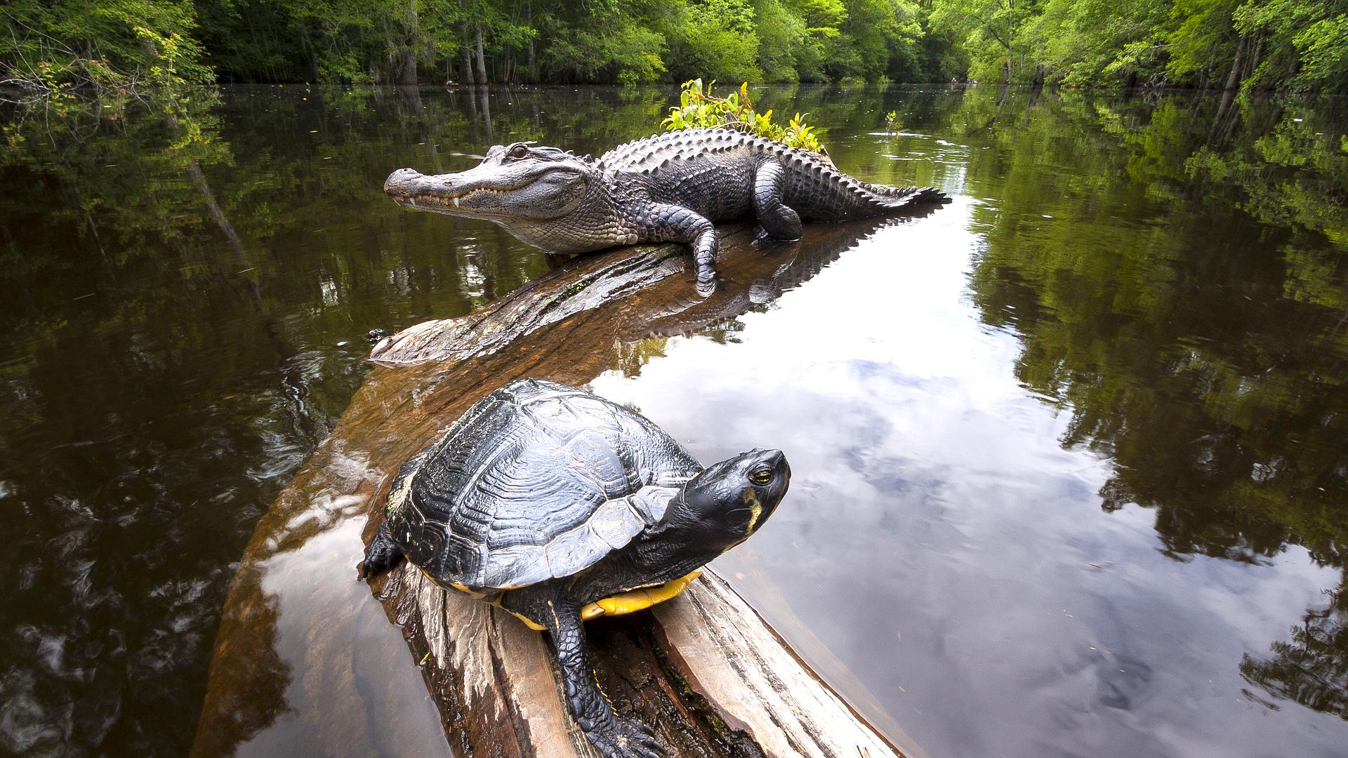 Amerykańska Amazonia