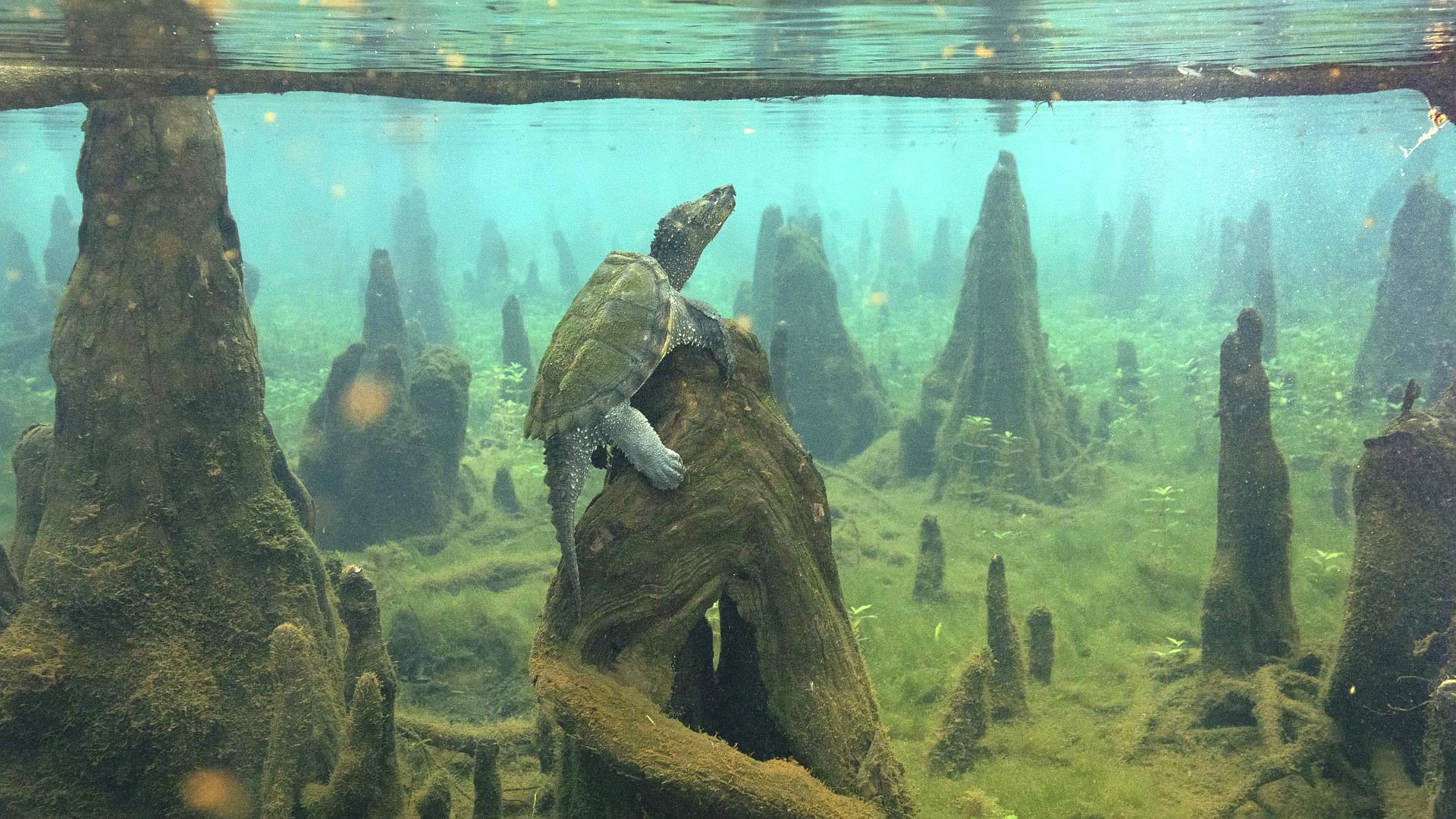 Amerykańska Amazonia
