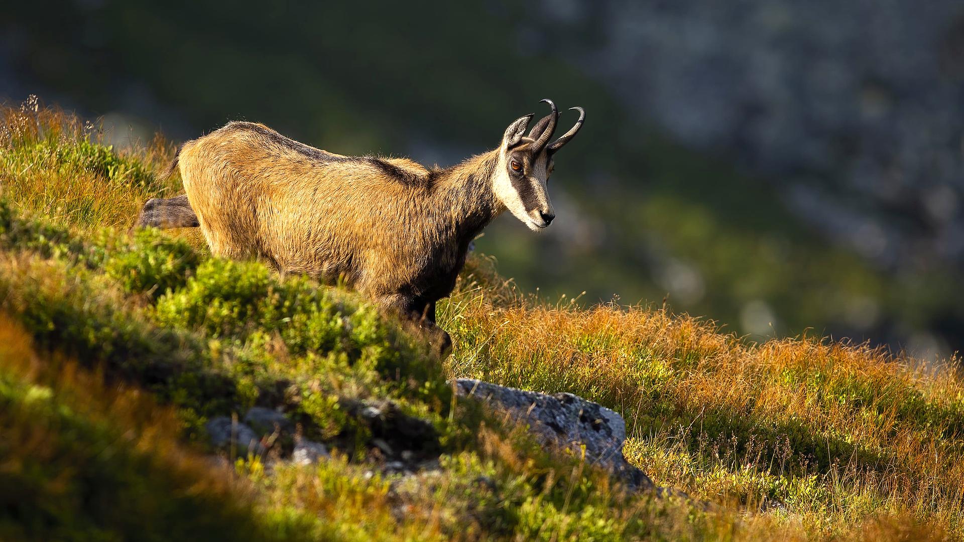 Abruzja - klejnot Włoch. Dzika Natura