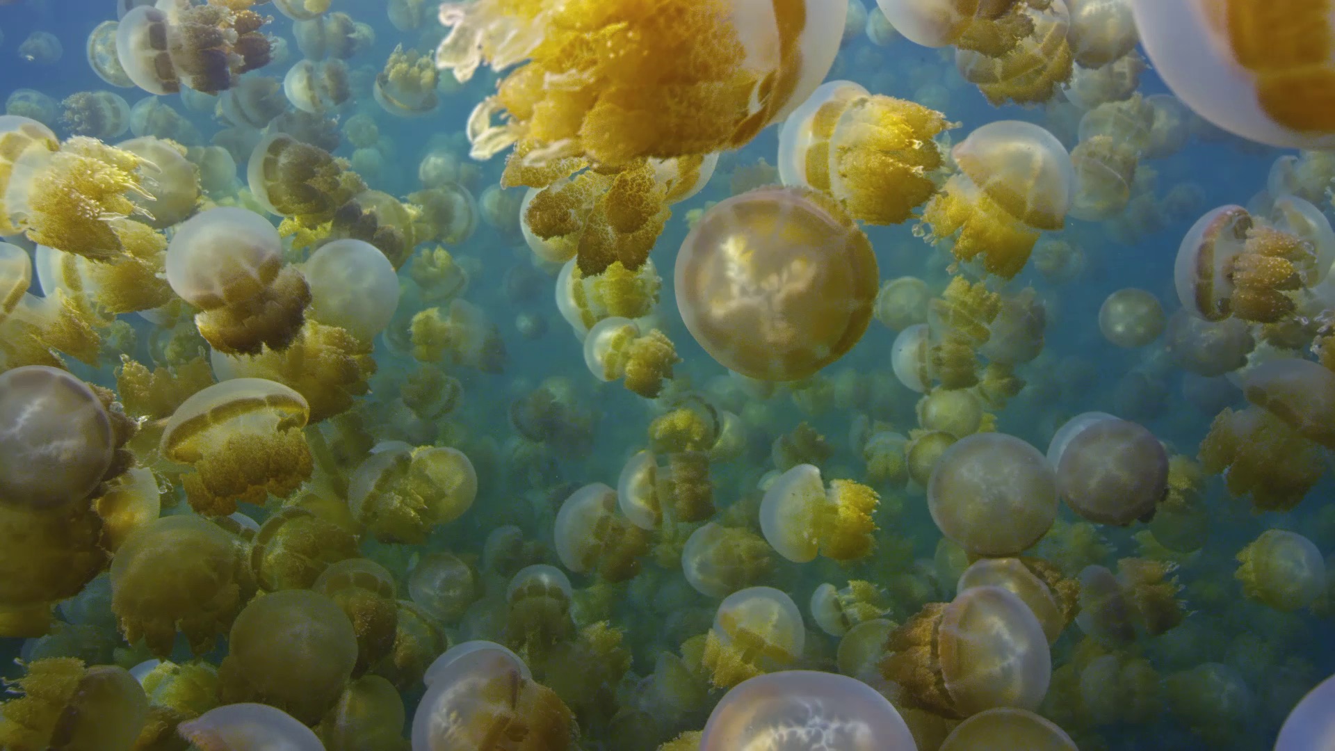 Meduzy. Nowi władcy oceanów