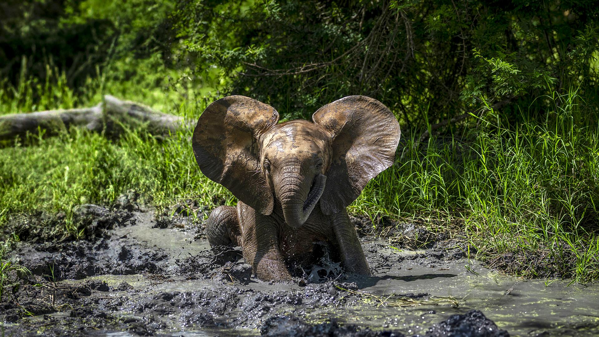 Ewolucja
