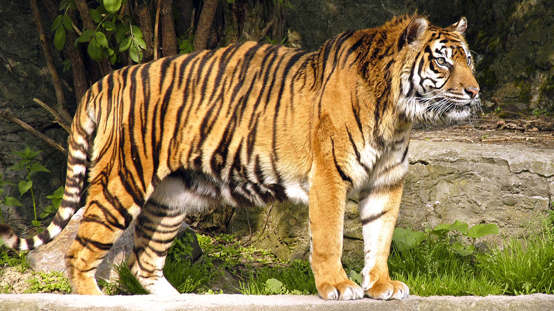 Zoo w San Diego: Zwierzęta świata